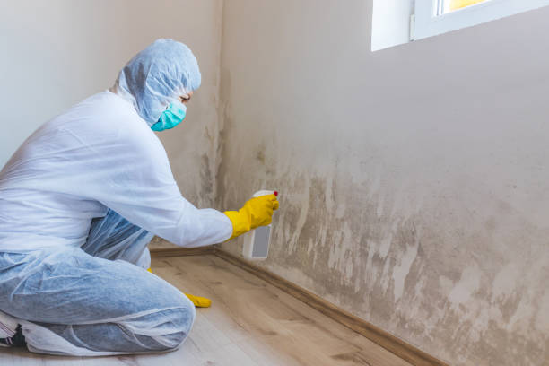 Licensed Mold Cleanup service in Oakland, MD - WQB Mold Removal